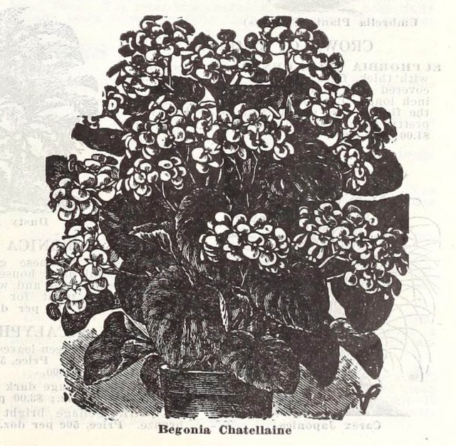 B. ‘Chatelaine’